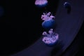 Closeup shot of beautiful light reflection on jellyfish Royalty Free Stock Photo