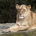 Closeup shot of a beautiful lioness laying on the stone