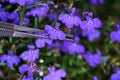 Closeup shot of beautiful Lobelia Erinus flowers Royalty Free Stock Photo