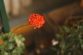 Closeup shot of a beautiful lone red flower