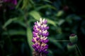 Closeup shot of a beautiful lupine flower