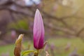 Closeup shot of beautiful magnolia bud in a park Royalty Free Stock Photo