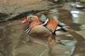 Closeup shot of a beautiful Mandarin duck floating on a calm lake Royalty Free Stock Photo