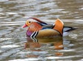 Closeup shot of a beautiful Mandarin duck (Aix galericulata) swimming in the lake Royalty Free Stock Photo