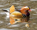 Closeup shot of a beautiful Mandarin duck (Aix galericulata) swimming in the lake Royalty Free Stock Photo