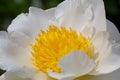 Closeup shot of a beautiful Matilija poppy under the sunlight