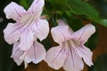 Closeup shot of beautiful Mexican petunias under the sunlight