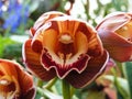 Closeup shot of a beautiful moth orchid flower on a blurred background Royalty Free Stock Photo