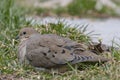 Closeup shot of a beautiful mourning dove resting on a grass ground Royalty Free Stock Photo