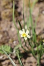 Closeup shot of beautiful narcissus flower