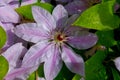 Closeup shot of a beautiful Nelly Moser Clematis with soft pink petals and green leaves Royalty Free Stock Photo