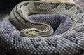 Closeup shot of a beautiful neotropical rattlesnake Royalty Free Stock Photo