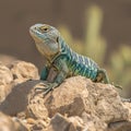 Closeup shot of beautiful ocellated lizard on rugged rock Royalty Free Stock Photo