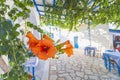 Closeup shot of beautiful orange-petaled flowers in an outside cafe with blue tables and chairs Royalty Free Stock Photo