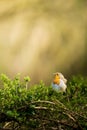 Closeup shot of a beautiful orange robin bird perched on lush green foliage