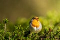Closeup shot of a beautiful orange robin bird perched on lush green foliage