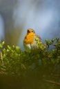 Closeup shot of a beautiful orange robin bird perched on lush green foliage