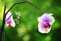 Closeup shot of a beautiful Orchid flower with a blurred background Royalty Free Stock Photo