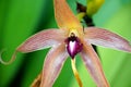 Closeup shot of a beautiful orchid flower on a blurred background Royalty Free Stock Photo