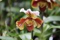 Closeup shot of a beautiful orchid flower on a blurred background Royalty Free Stock Photo