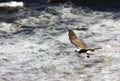 Closeup shot of a beautiful osprey flying above the ocean