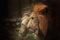 Closeup shot of a beautiful pair of lions