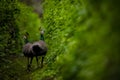 Closeup shot of beautiful peafowls in the green tunnel of plants Royalty Free Stock Photo