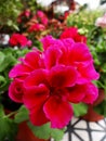 Closeup shot of a beautiful Pelargonium flower in the garden