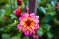 Closeup shot of a beautiful pink annual dahlias flower blooming in a garden Royalty Free Stock Photo