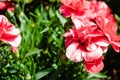 Closeup shot of beautiful pink carnation flowers in a garden Royalty Free Stock Photo