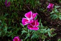 Closeup shot of a beautiful pink clarkia flower in a garden