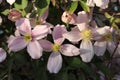 Closeup shot of beautiful pink Clematis montana flowers in a garden Royalty Free Stock Photo