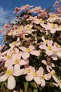 Closeup shot of beautiful pink Clematis montana flowers in a garden Royalty Free Stock Photo