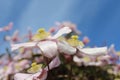 Closeup shot of beautiful pink Clematis montana flowers in a garden Royalty Free Stock Photo