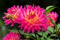 Closeup shot of a beautiful pink Dahlia flower with droplets of water Royalty Free Stock Photo