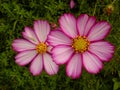 Closeup shot of beautiful pink garden cosmos flowers Royalty Free Stock Photo