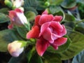 Closeup shot of a beautiful pink gloxinia flower on blurred background Royalty Free Stock Photo