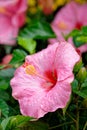 Closeup shot of a beautiful pink hawaiian hibiscus flower in a garden Royalty Free Stock Photo