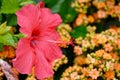 Closeup shot of a beautiful pink hawaiian hibiscus flower in a garden Royalty Free Stock Photo