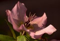 Closeup shot of a beautiful pink hellebore flower on a dark background Royalty Free Stock Photo