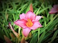 Closeup shot of beautiful pink Hemerocallis flower in the garden against a green background Royalty Free Stock Photo