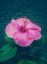 Closeup shot of a beautiful pink Hibiscus flower growing in the garden on a stone wall background Royalty Free Stock Photo