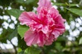 Closeup shot of a beautiful pink hibiscus in full bloom Royalty Free Stock Photo