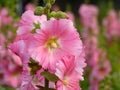 Closeup shot of beautiful pink hollyhock flowers on a blurred background Royalty Free Stock Photo