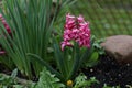 Closeup shot of beautiful pink Hyacinth flowers with water droplets on a blurred background Royalty Free Stock Photo