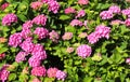 Closeup shot of beautiful pink Hydrangea flower with bright green leaves Royalty Free Stock Photo