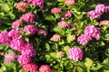 Closeup shot of beautiful pink Hydrangea flower with bright green leaves Royalty Free Stock Photo