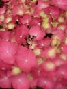 Closeup shot of beautiful pink hydrangea flowers blooming the garden Royalty Free Stock Photo