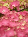 Closeup shot of beautiful pink hydrangea flowers blooming the garden Royalty Free Stock Photo