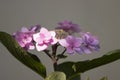 Closeup shot of beautiful pink hydrangea flowers on a stem with green leaves Royalty Free Stock Photo